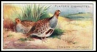 26 Common Partridge